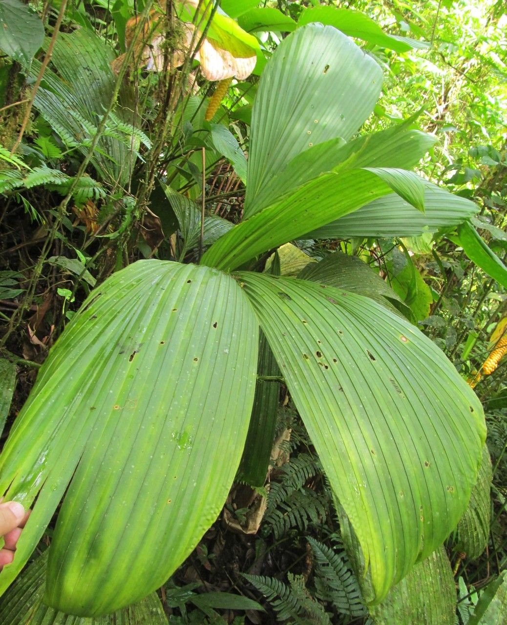 Asplundia alata — related species from the same genus