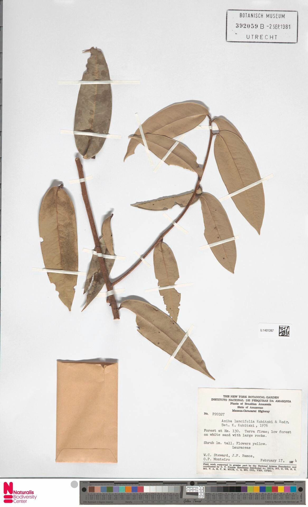 Aniba lancifolia leaf