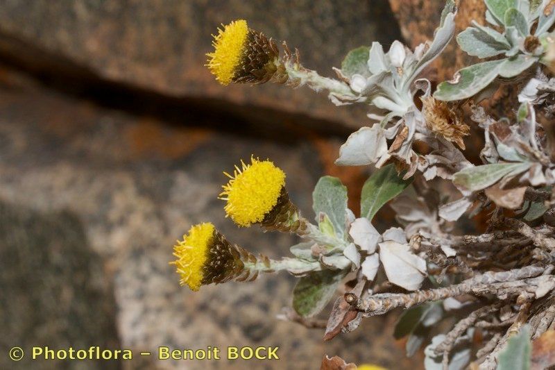 Phagnalon platyphyllum other