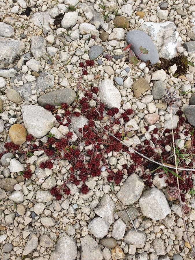 Crassula tillaea fruit