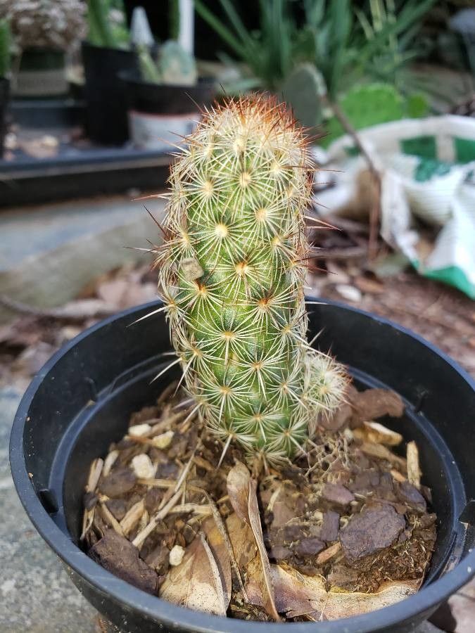 Escobaria hesteri leaf