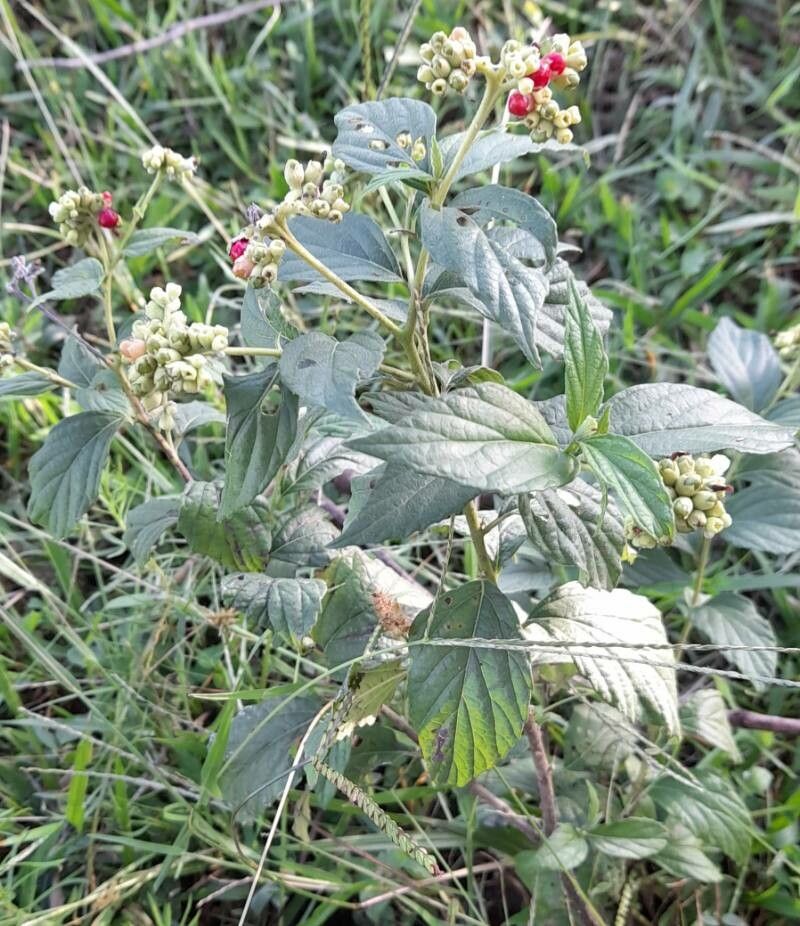 Varronia polycephala habit