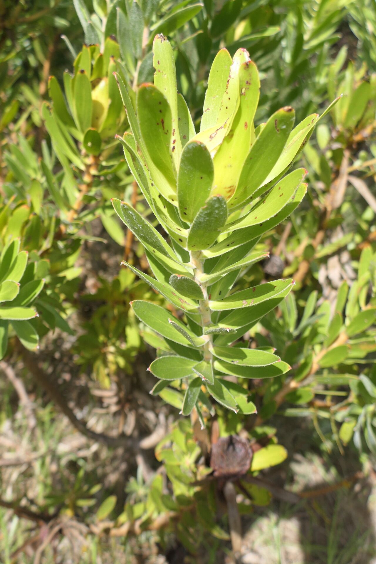 Leucadendron laureolum — search result for 'Proteaceae'