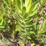 Leucadendron laureolum