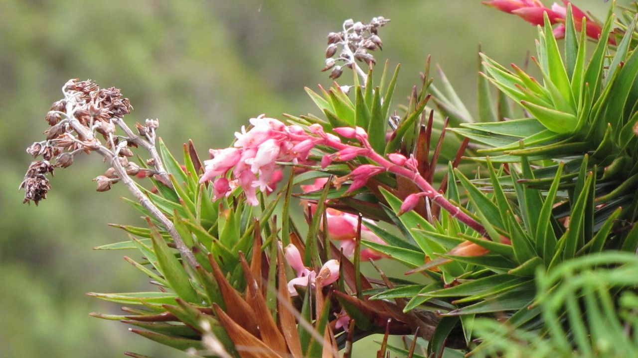 Dracophyllum ouaiemense flower