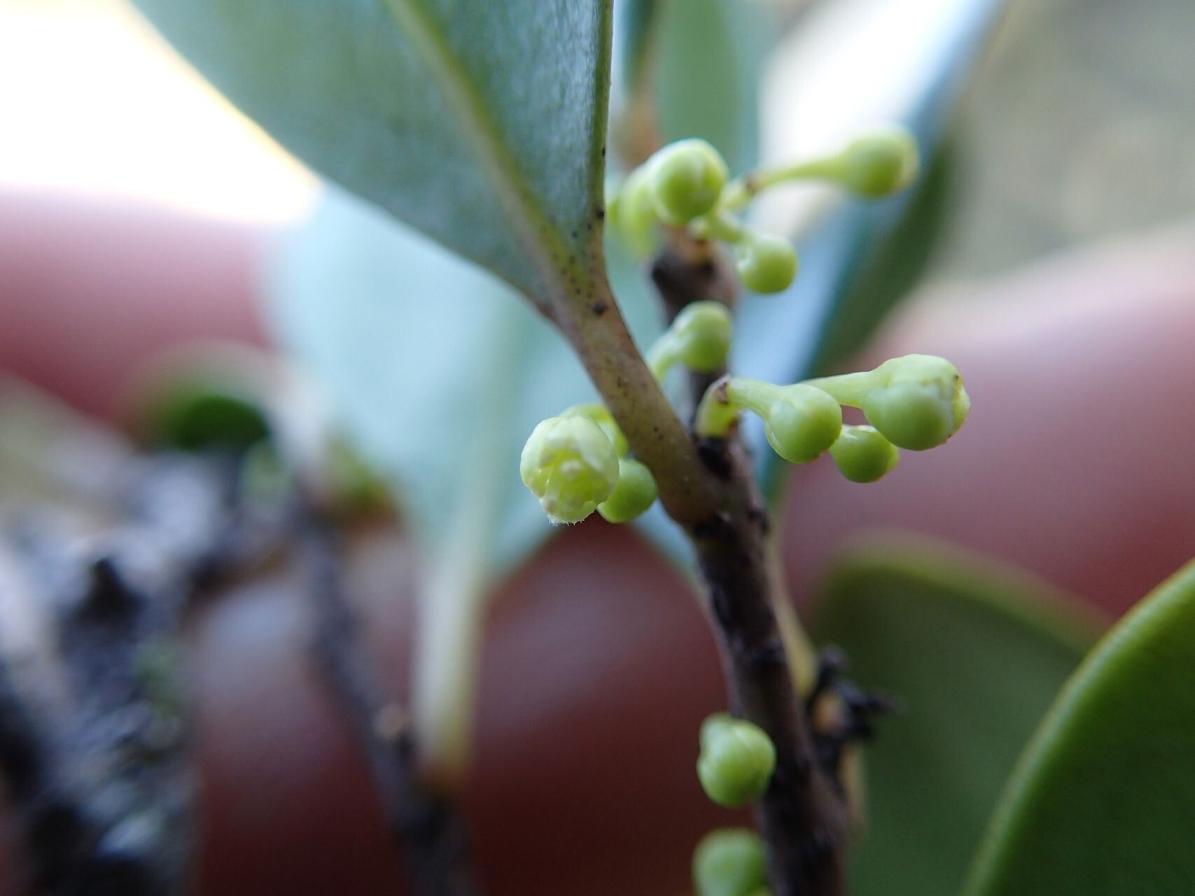 Xylosma serpentina — search result for 'Xylosma'