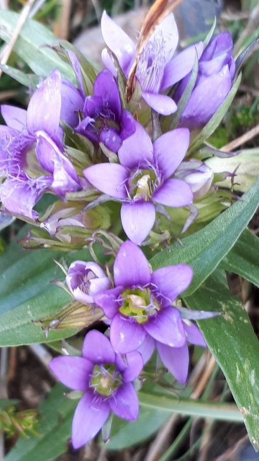 Gentianella anisodonta flower