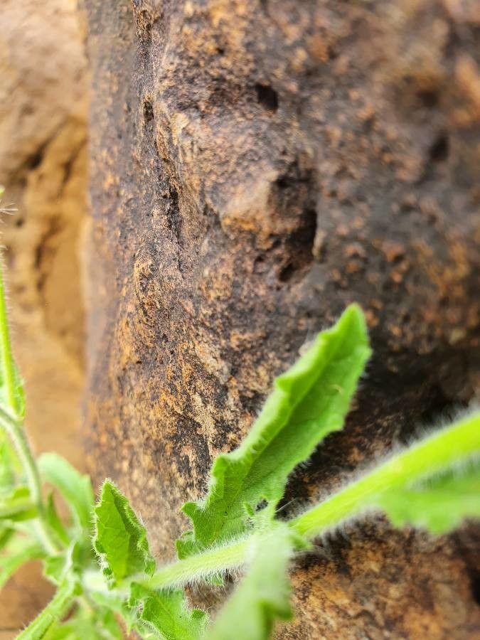 Conyza aegyptiaca bark