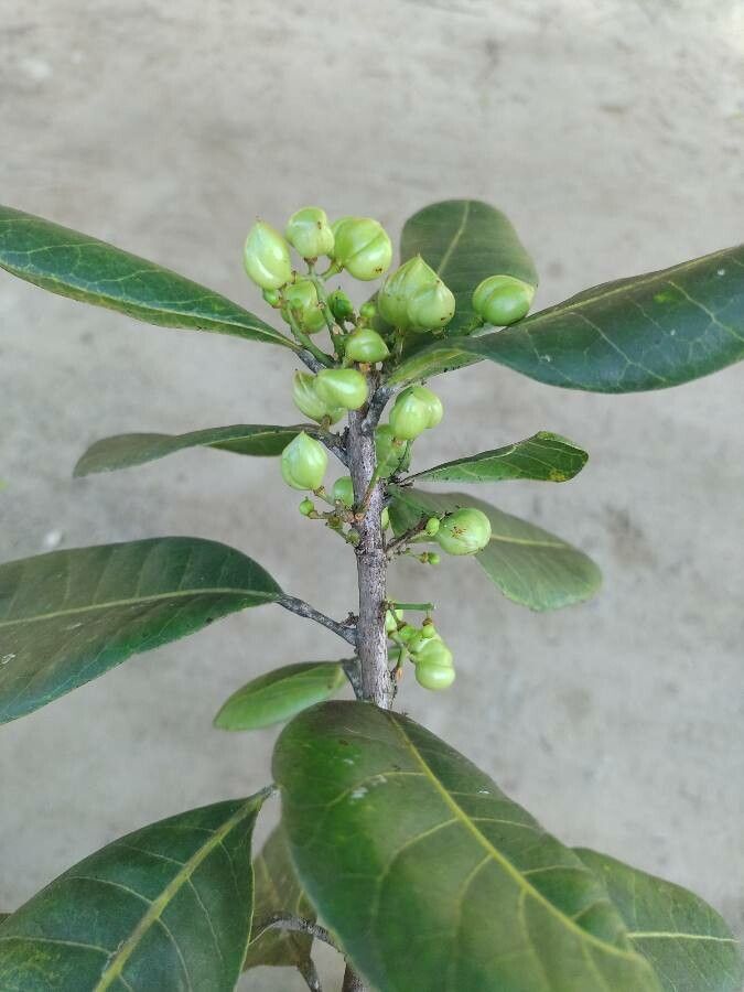 Protium bahianum fruit