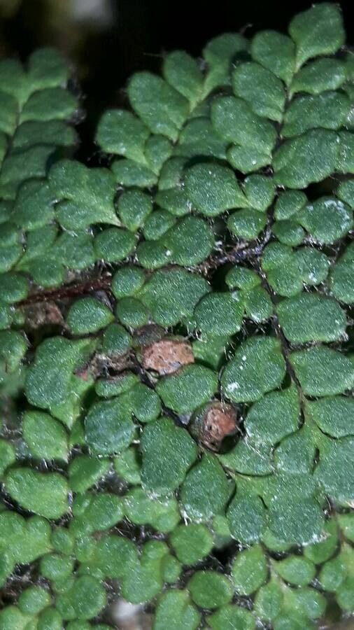 Hemionitis persica leaf