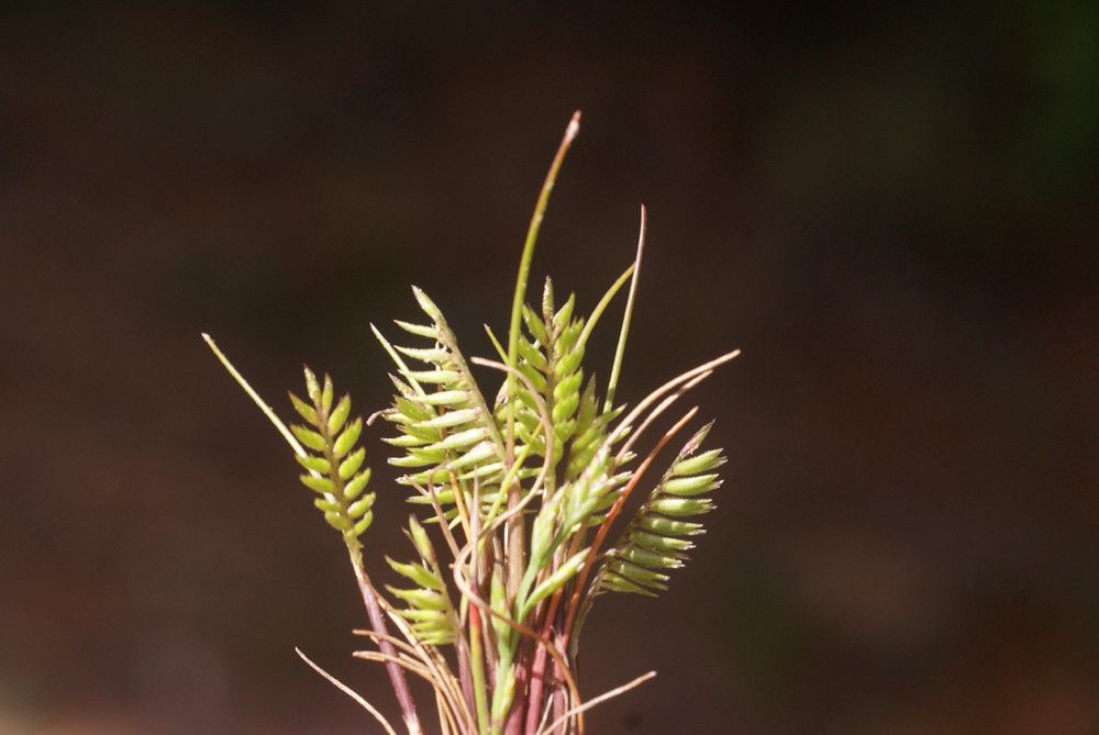 Festuca pectinella other