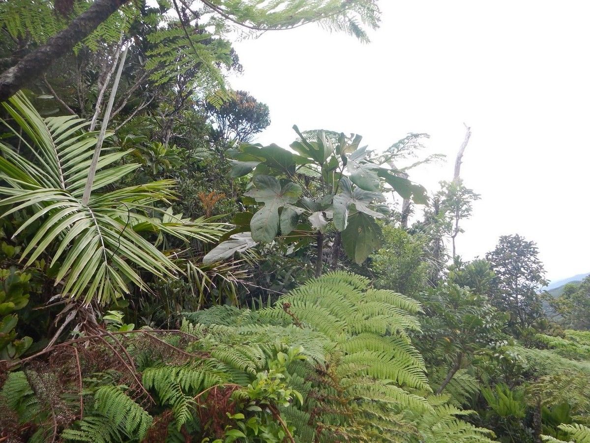 Acropogon fatsioides habit