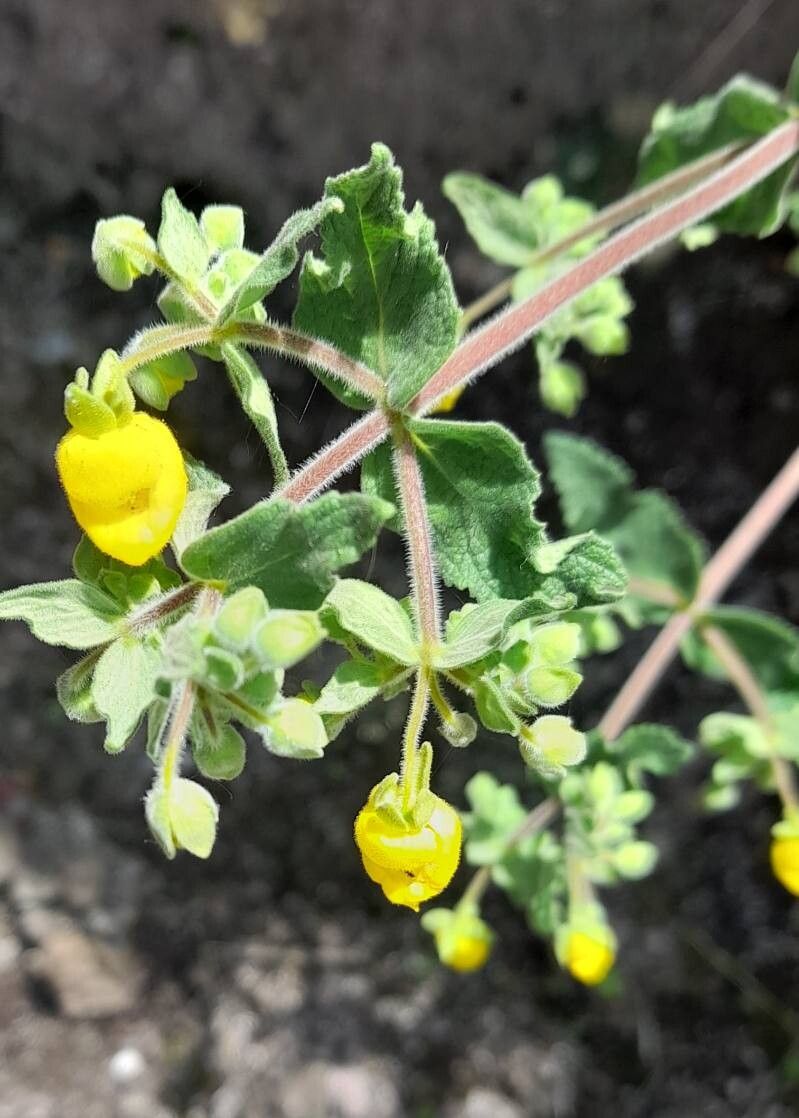 Calceolaria andina flower