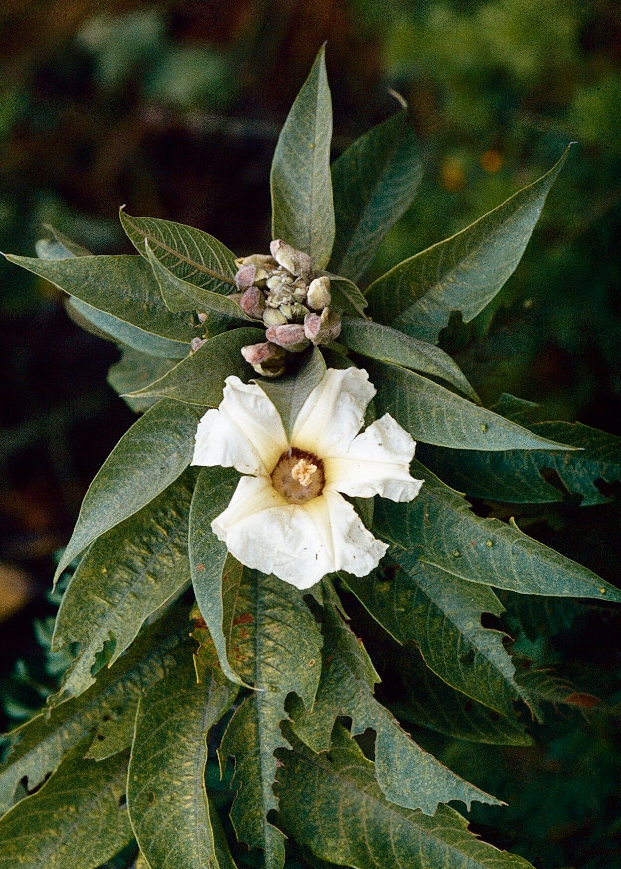 Ipomoea pauciflora — houseplant care guide