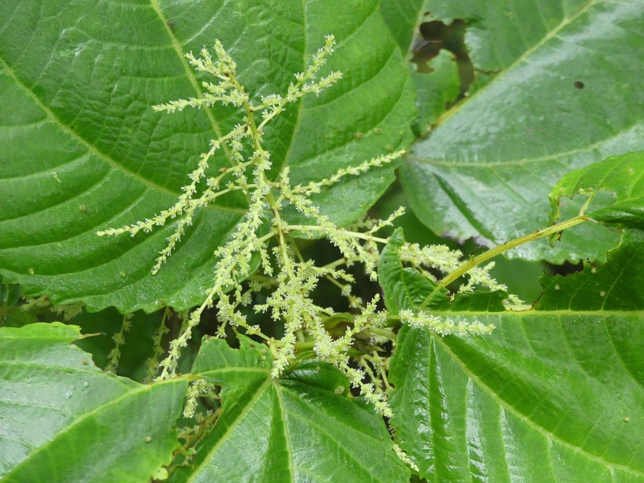 Boehmeria stipularis flower