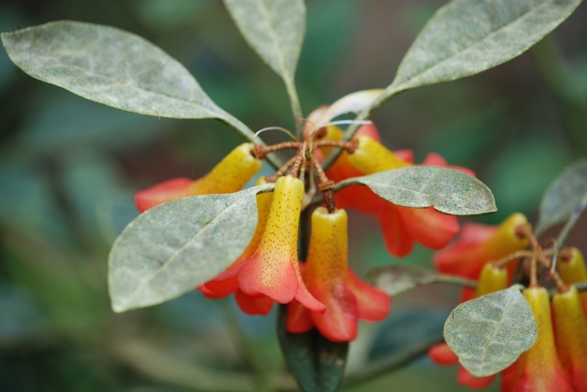 Rhododendron lamrialianum — houseplant care guide