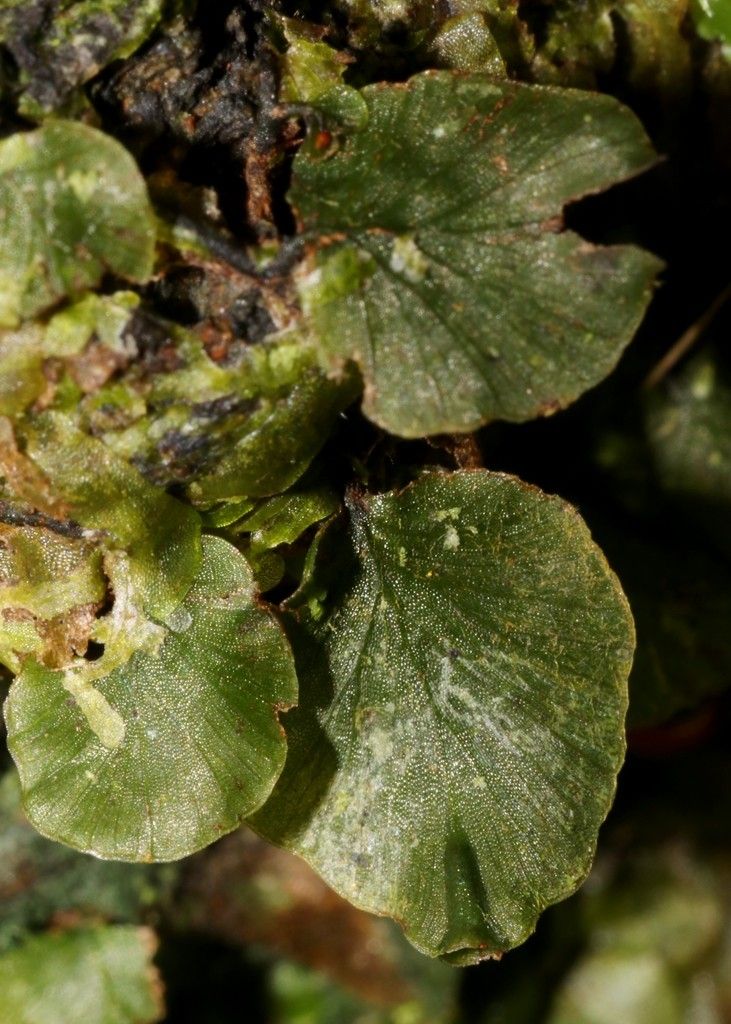 Trichomanes bimarginatum — houseplant care guide