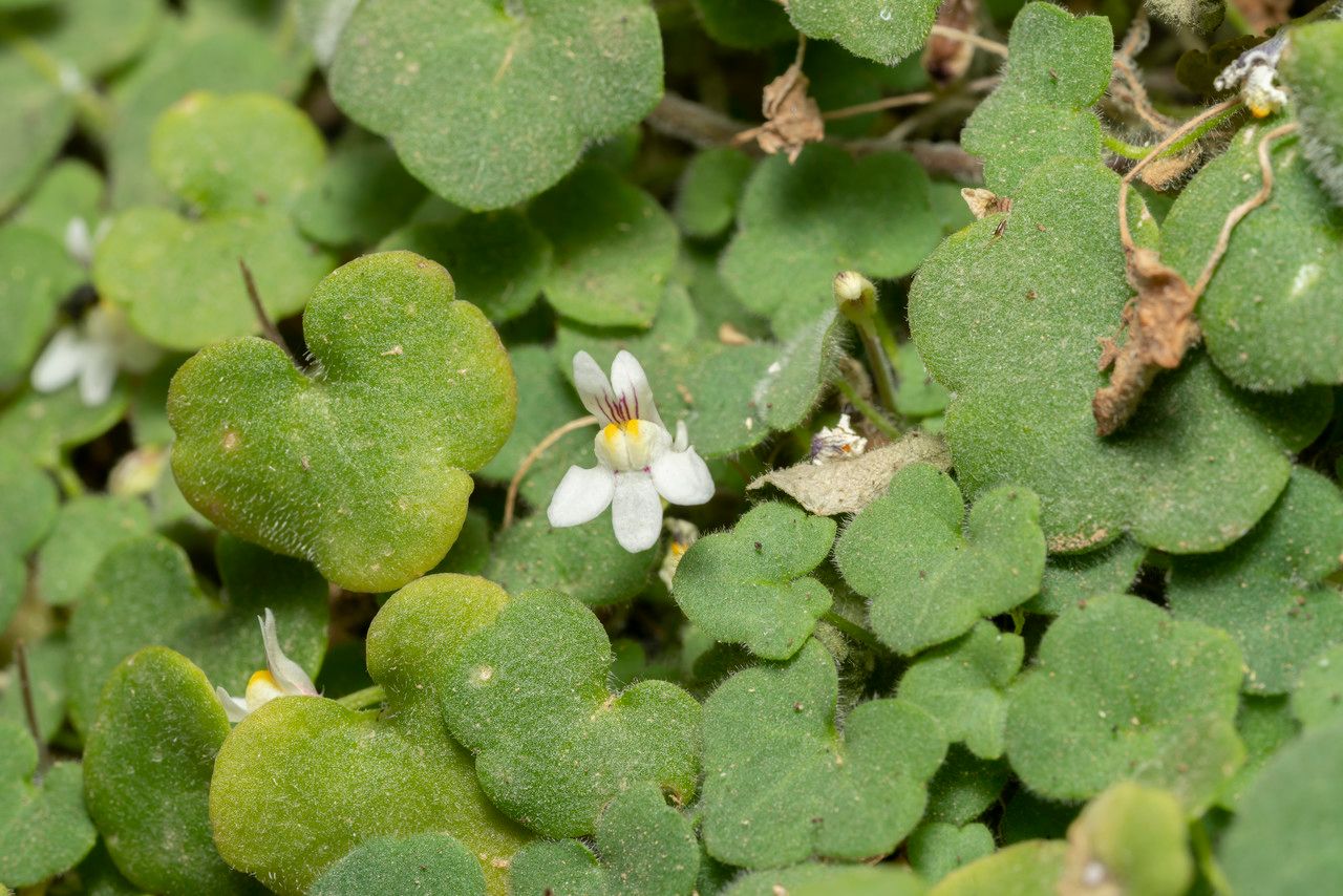 Cymbalaria microcalyx flower