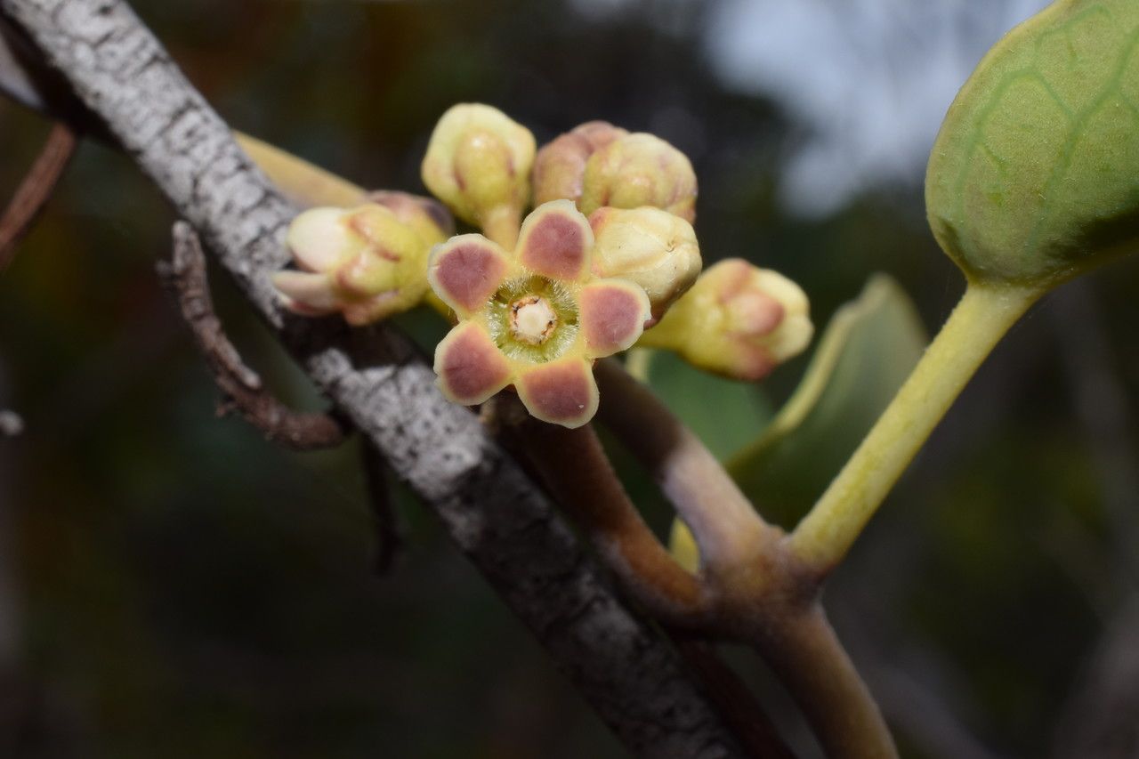 Marsdenia koniamboensis fruit