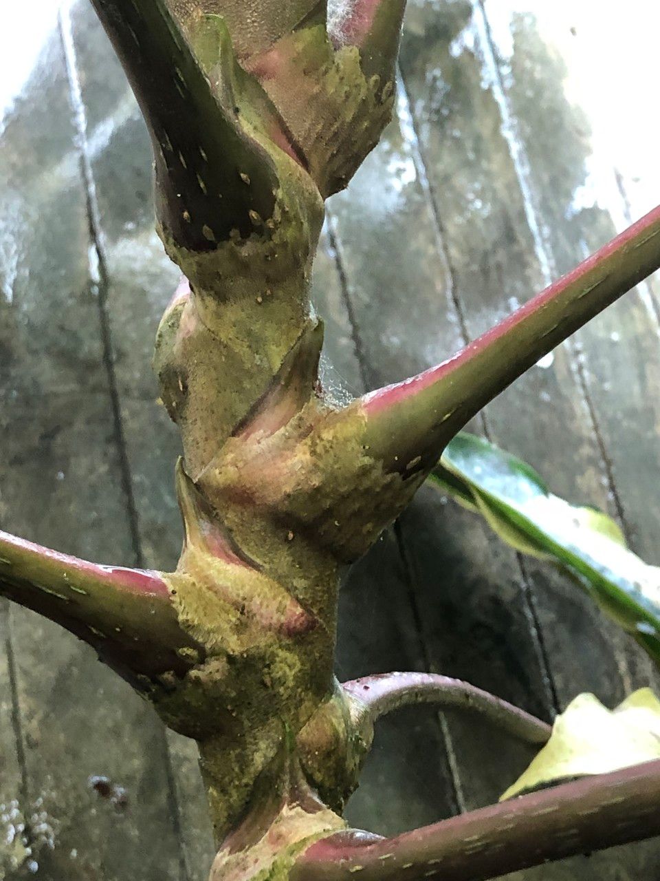 Schefflera pueckleri cv. 'Variegata' bark