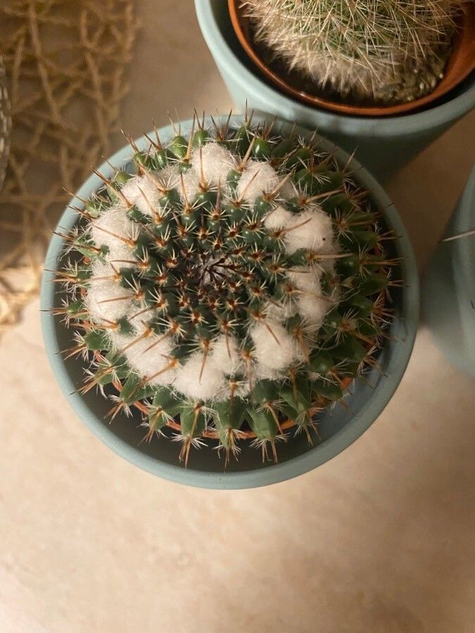 Mammillaria sempervivi leaf