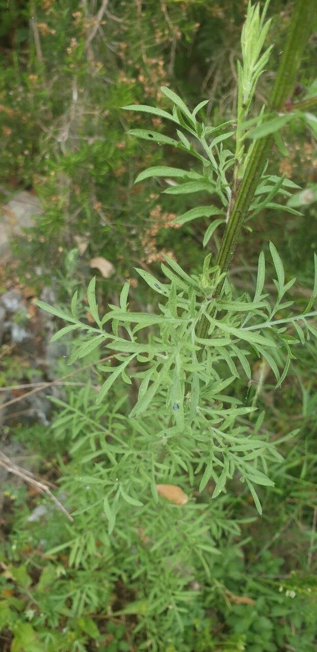 Centaurea maculosa — houseplant care guide