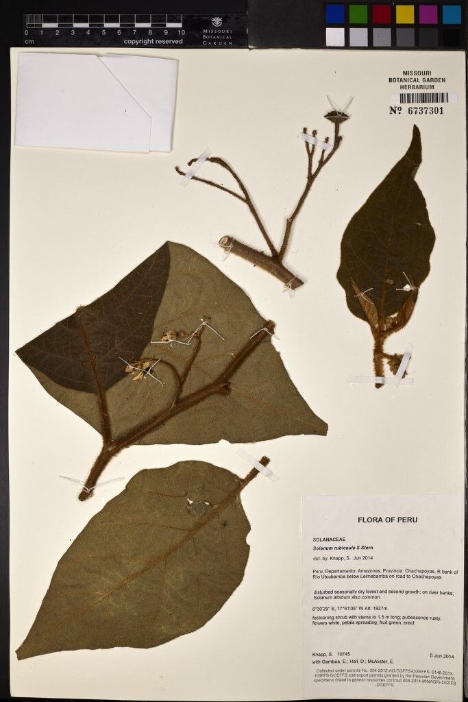 Solanum rubicaule — houseplant care guide