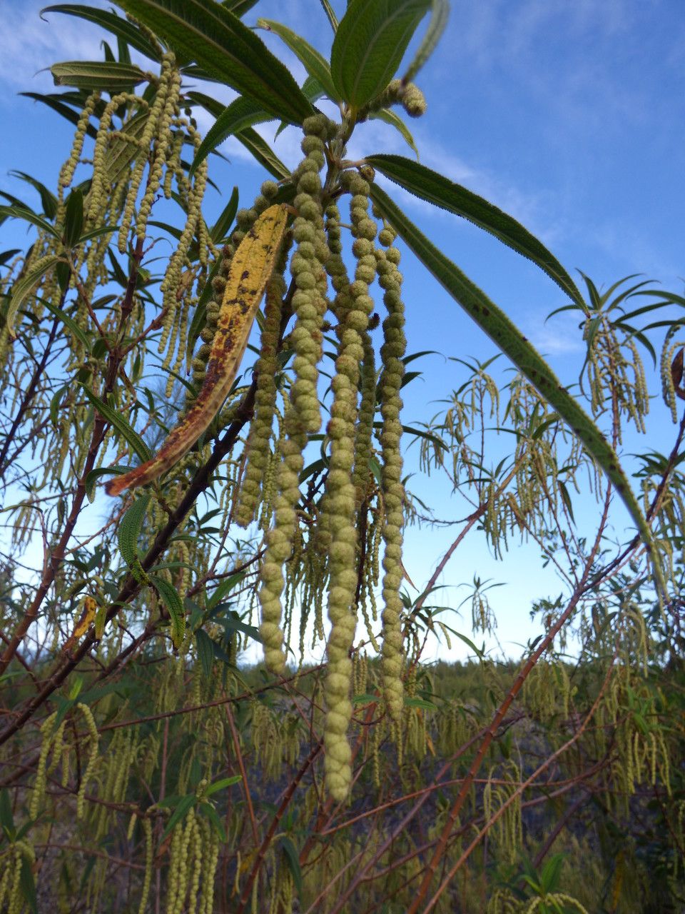Boehmeria penduliflora flower
