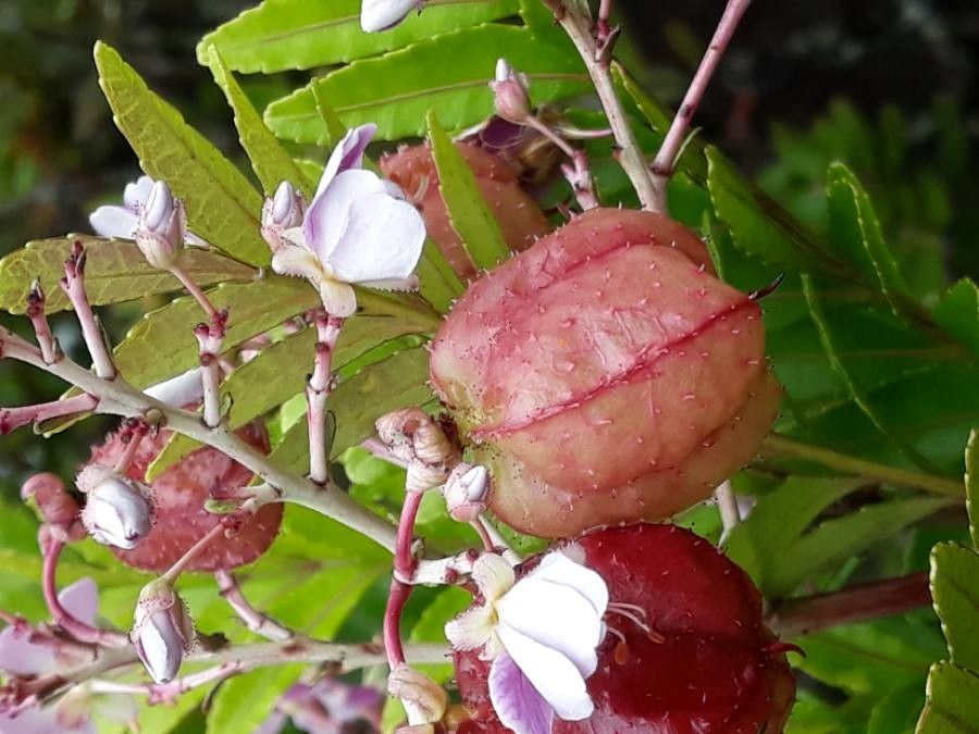 Loxodiscus coriaceus fruit