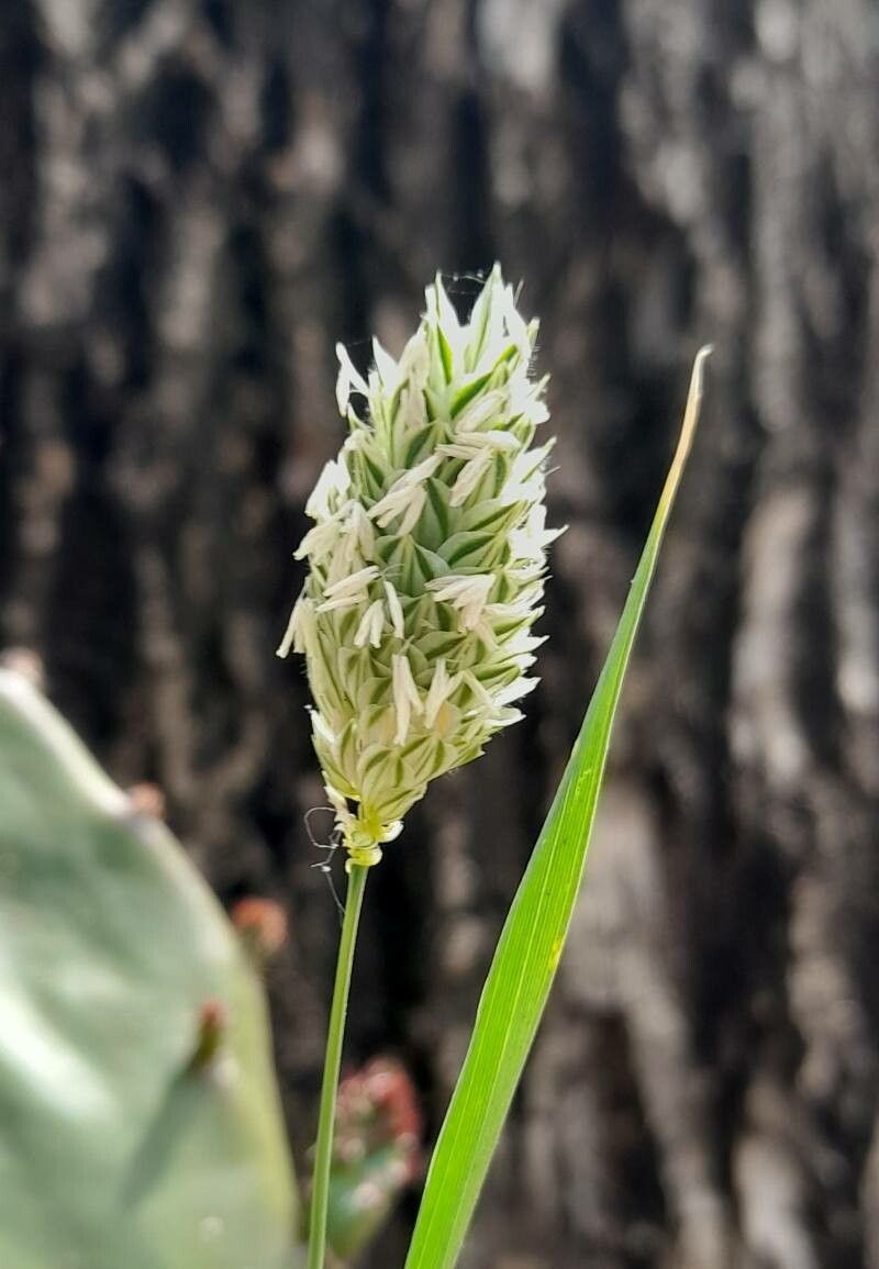 Phalaris canariensis flower