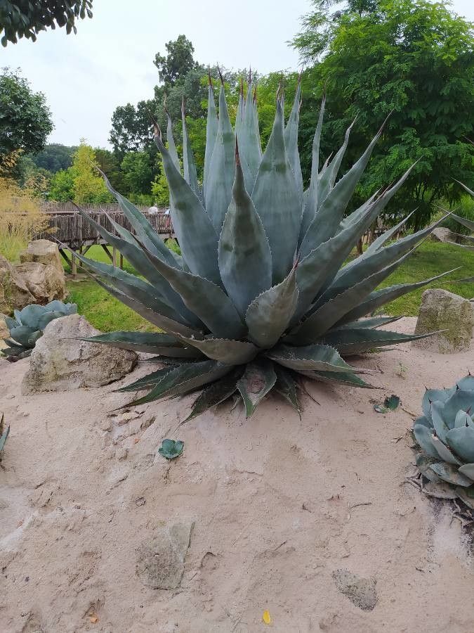 Agave havardiana flower