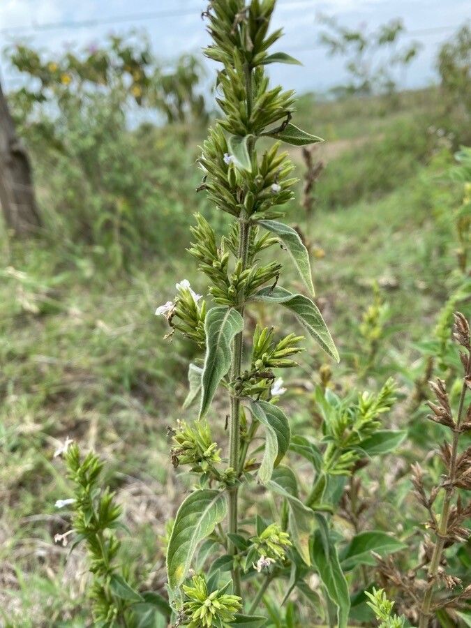 Hypoestes forskaolii leaf