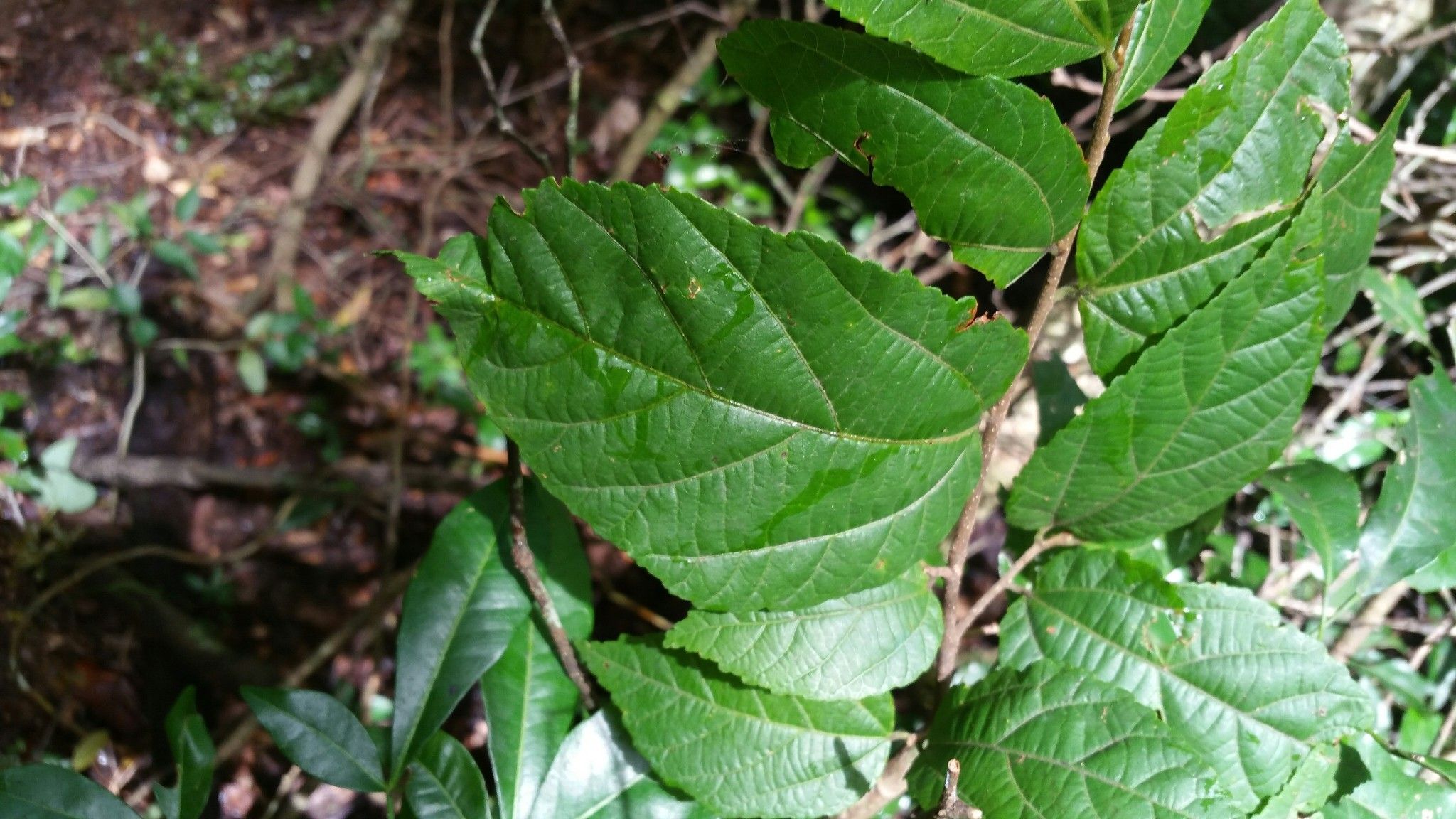 Grewia voloina — search result for 'Grewia'