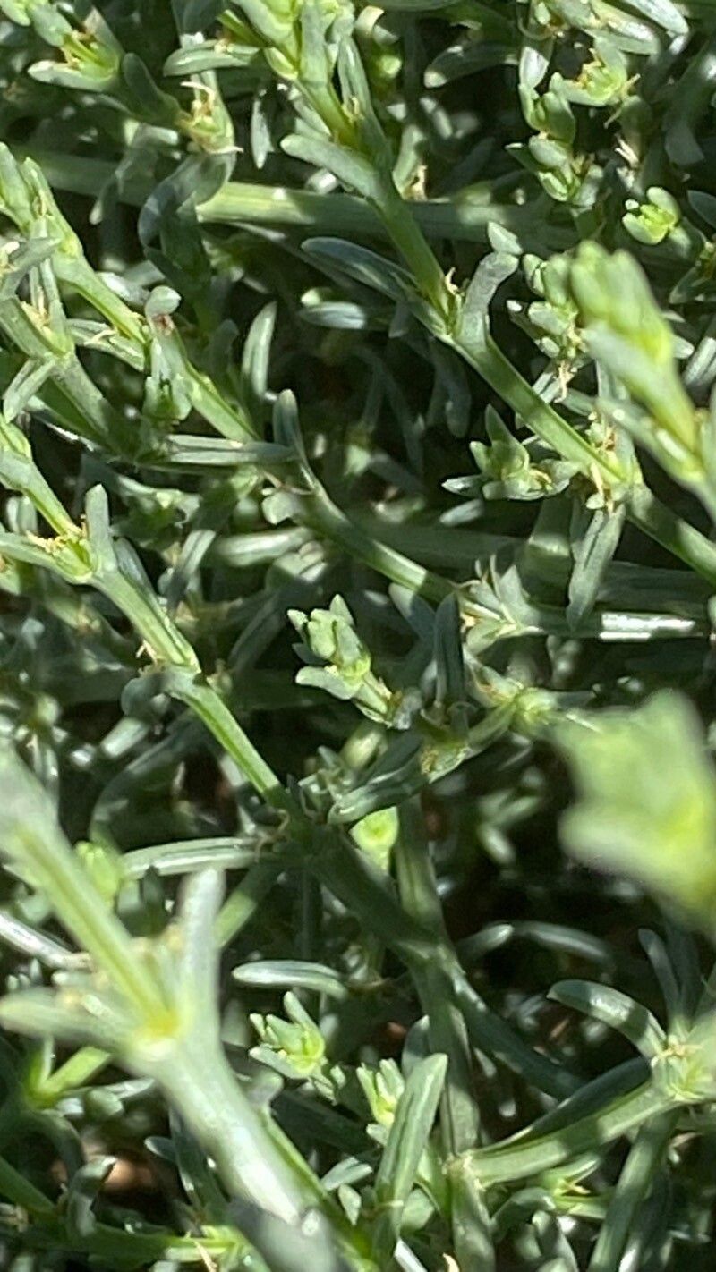 Soda oppositifolia leaf