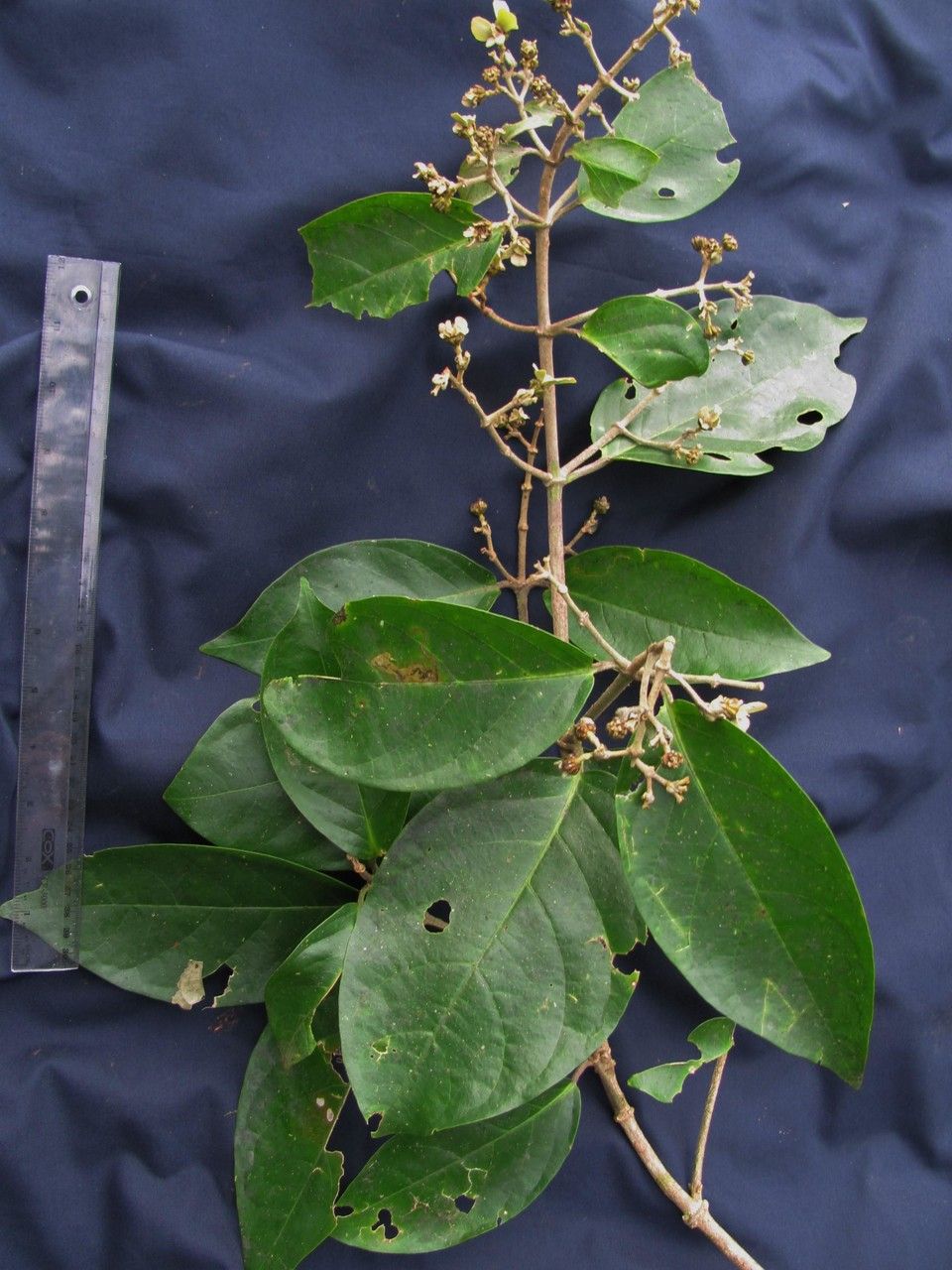 Tetrapterys monteverdensis other