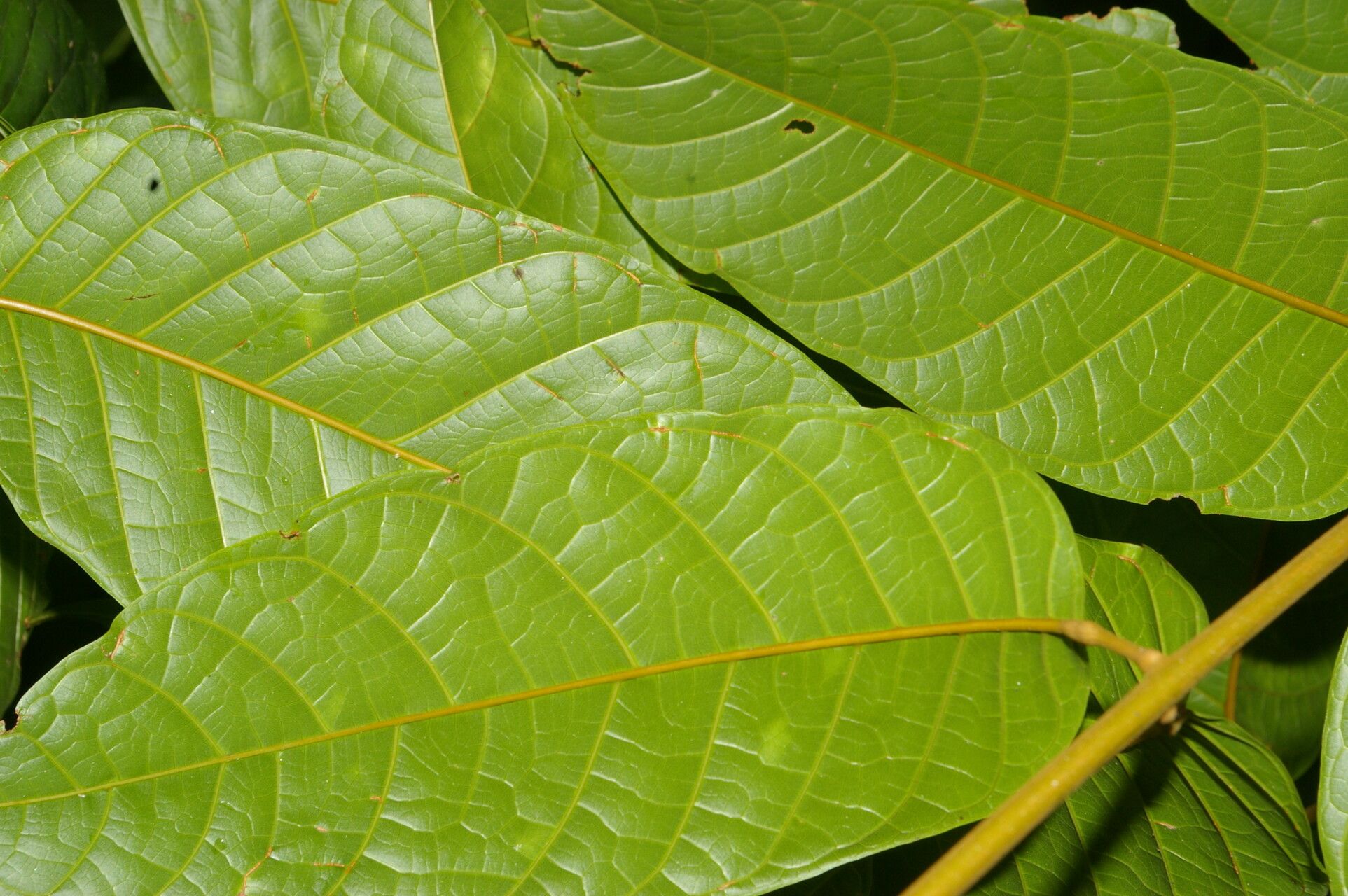 Protium pecuniosum — houseplant care guide