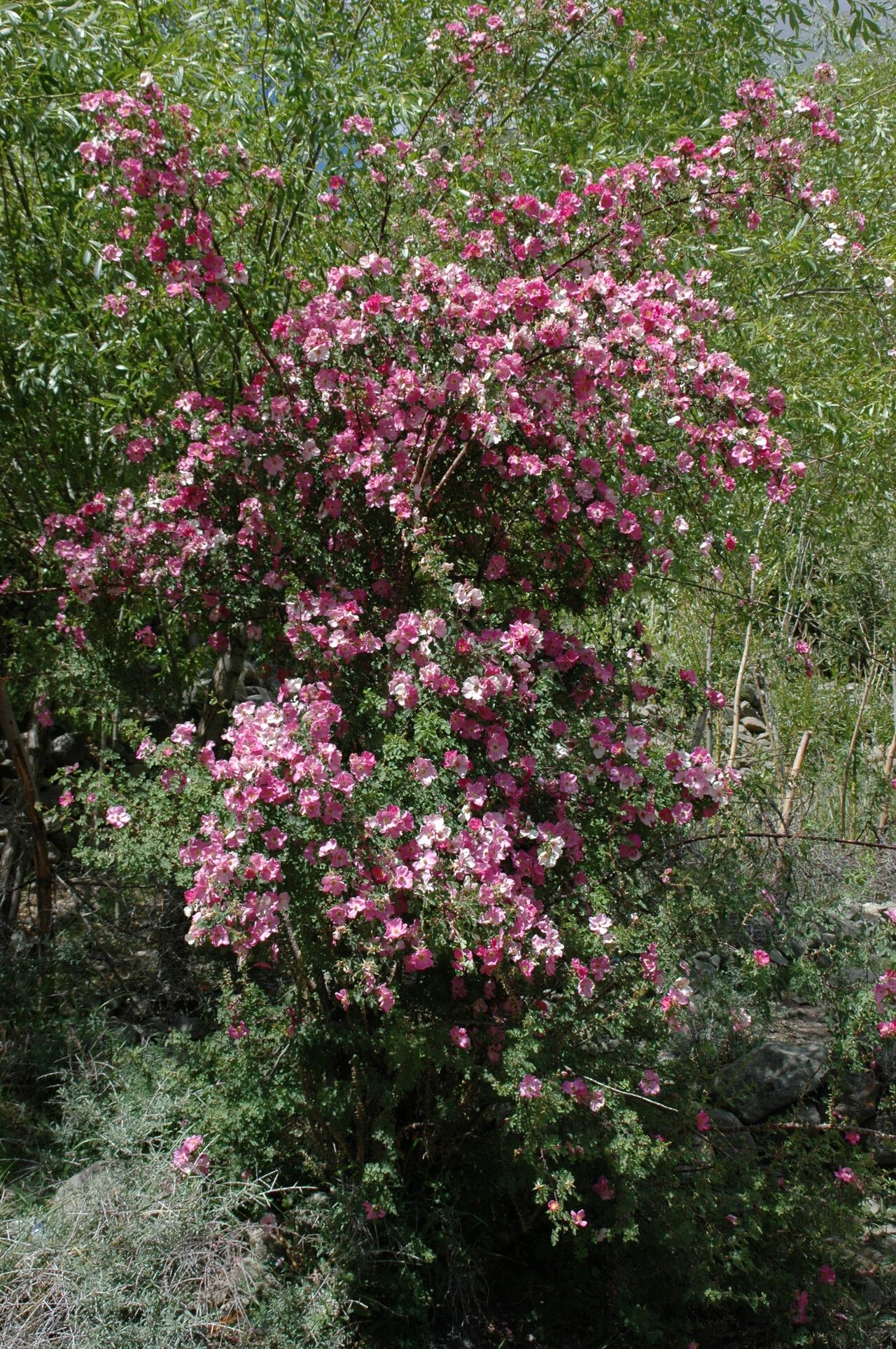 Rosa praelucens — houseplant care guide