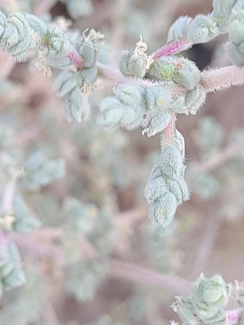 Caroxylon imbricatum — houseplant care guide