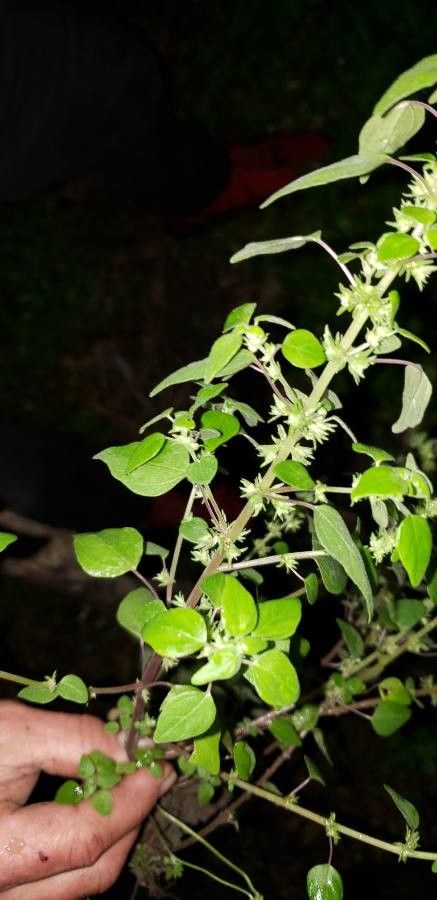 Parietaria floridana flower