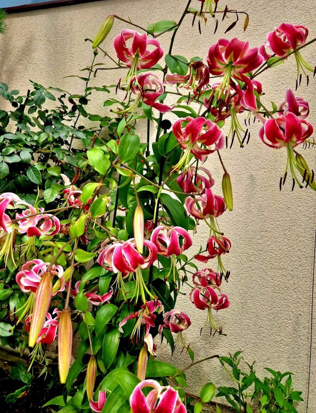 Lilium speciosum habit