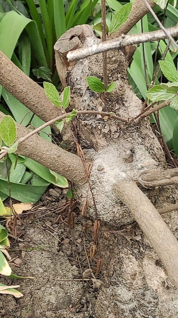 Viburnum x carlcephalum bark