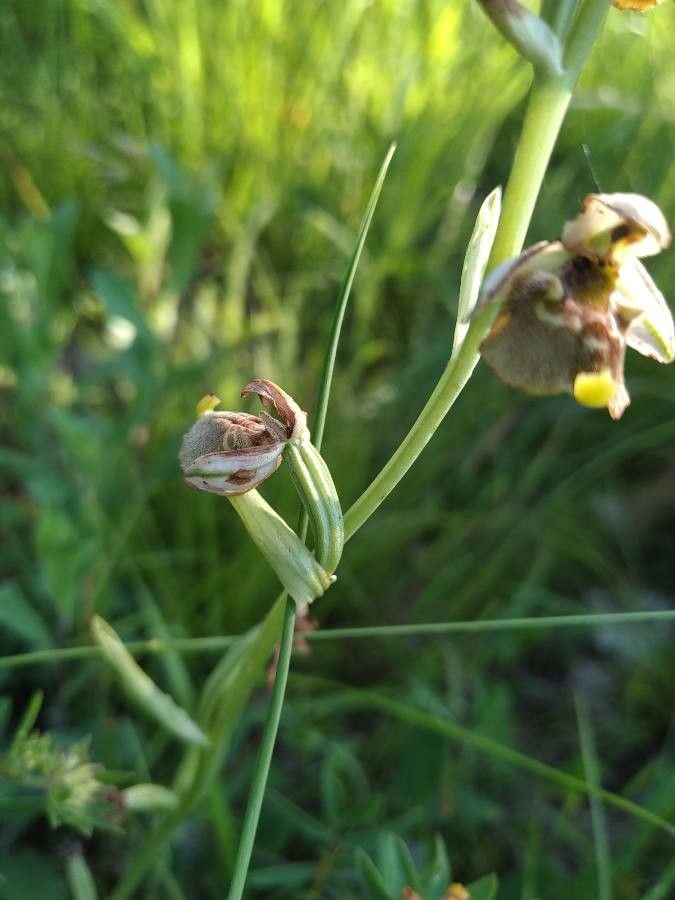 Ophrys fuciflora fruit