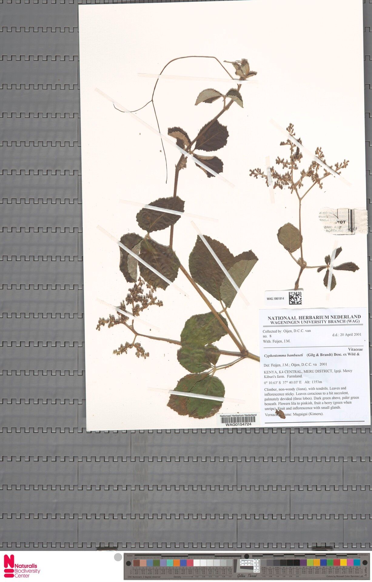 Cyphostemma bambuseti — houseplant care guide