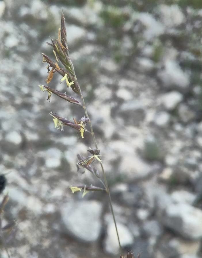 Festuca occitanica flower