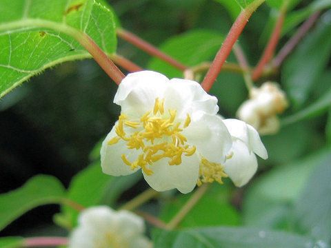 Actinidia polygama flower