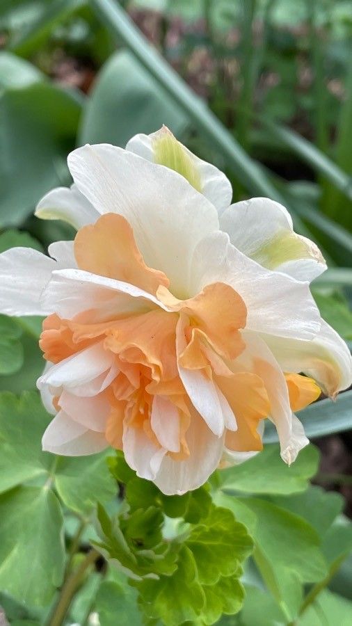 Narcissus spp. flower