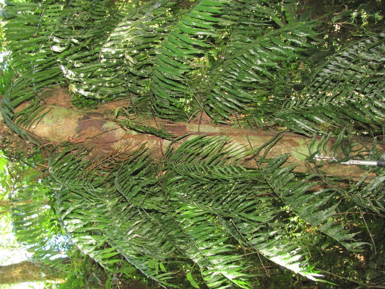 Lomariopsis maxonii habit