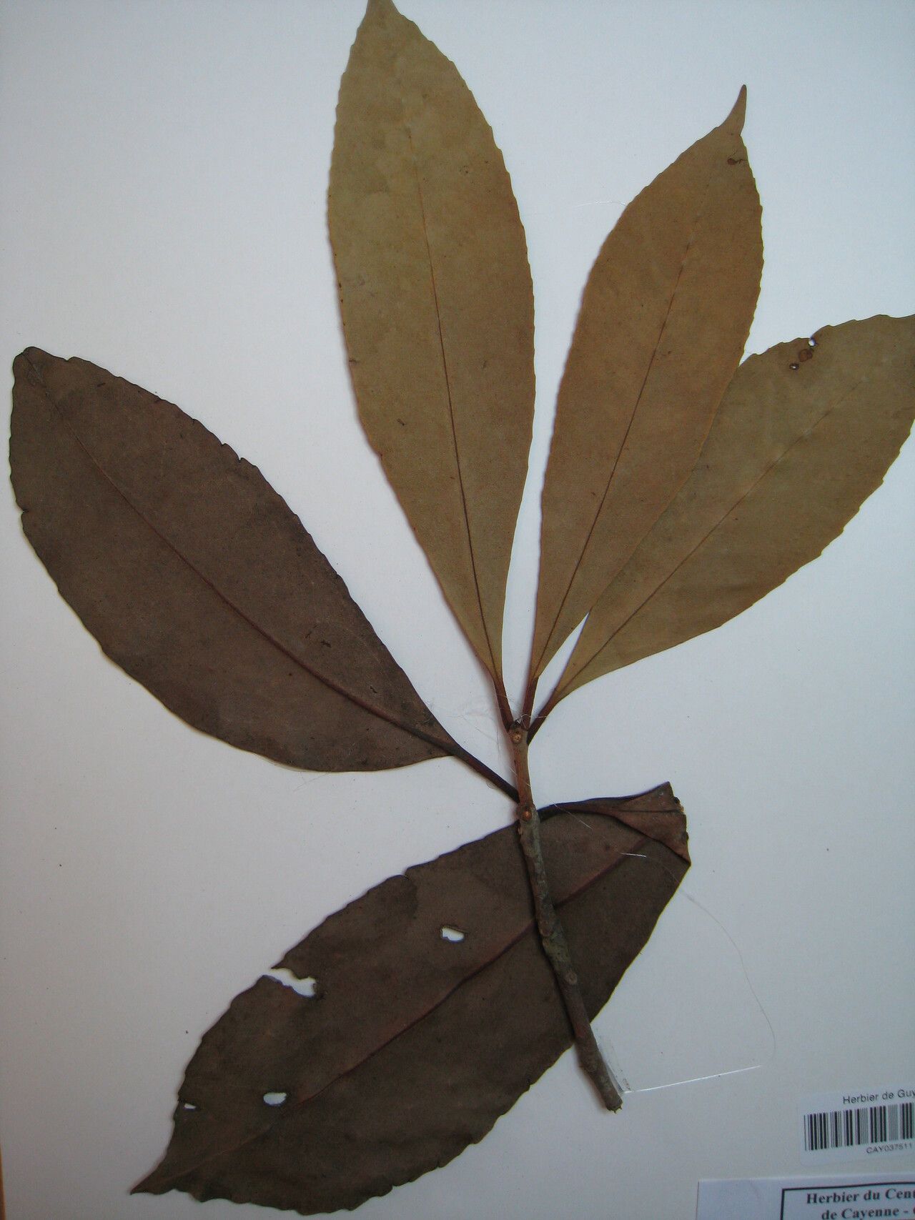 Ternstroemia dentata — houseplant care guide