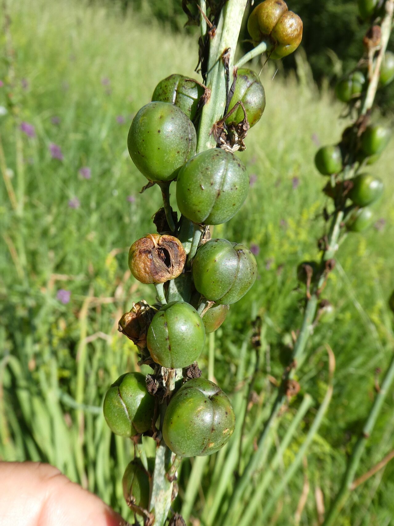 Asphodelus cerasifer fruit