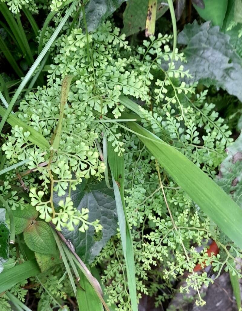 Asplenium myriophyllum habit